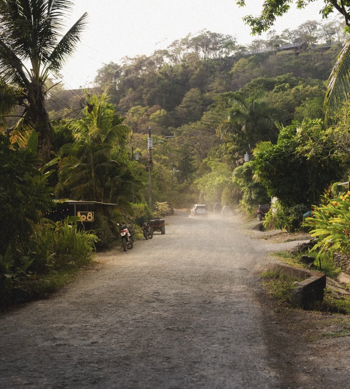 A dusty jungle road through Santa Teresa lined with palm trees