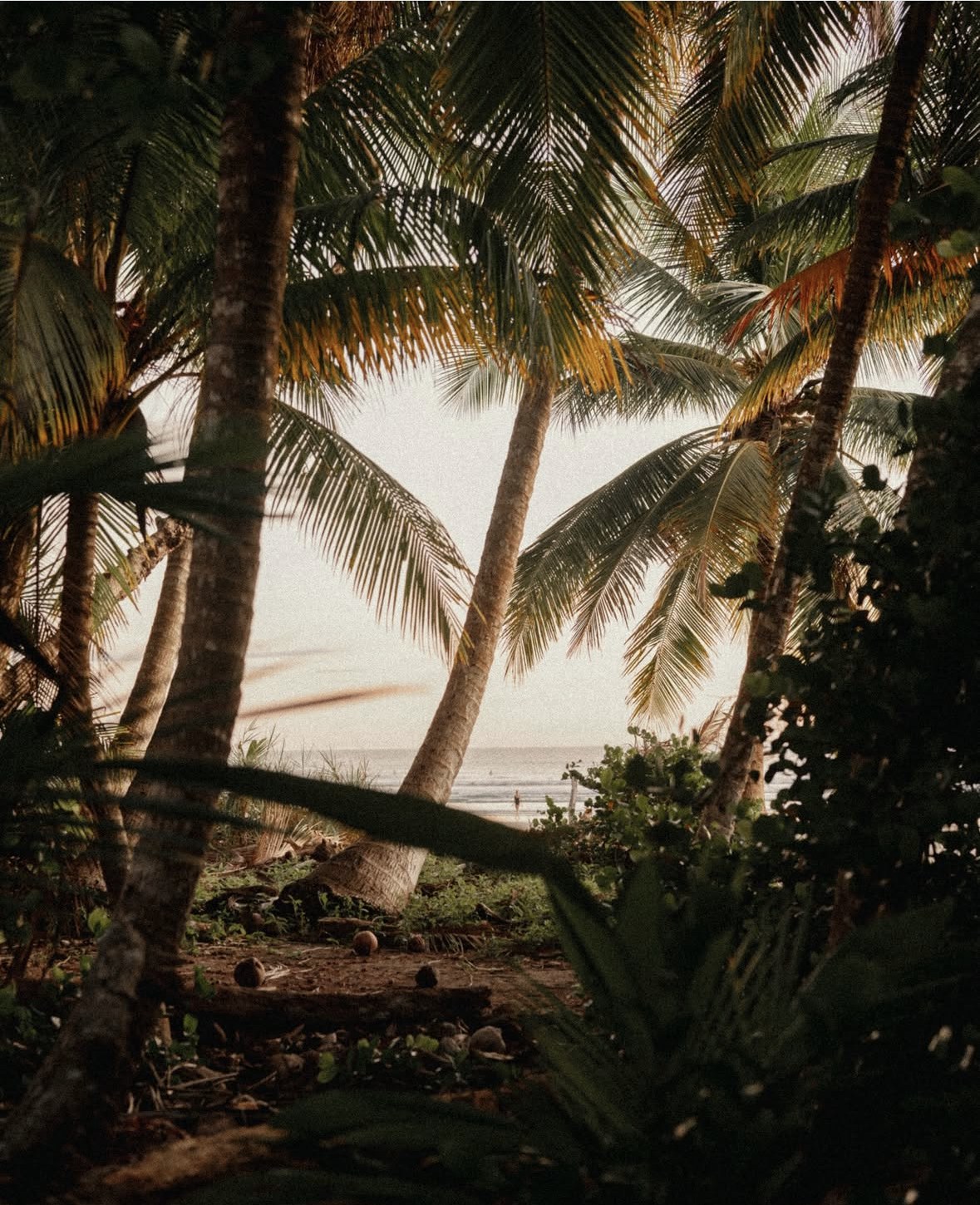 Palm trees framing a view of the beach at sunset in Santa Teresa